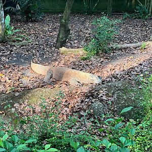 Taro the Komondo Dragon