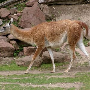 Guanaco