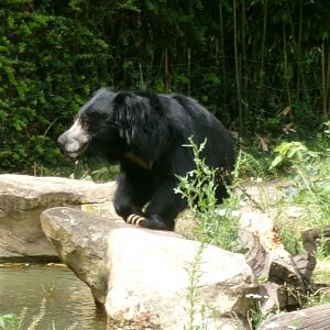 Indian sloth bear