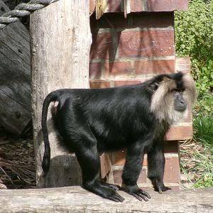 Lion-tailed macaque