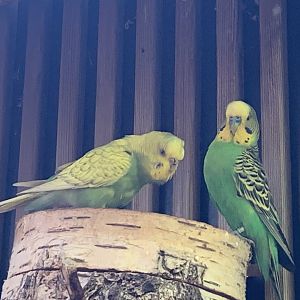 Budgerigars