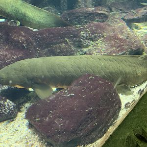 Australian lungfish