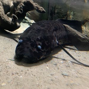 West African lungfish