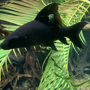 Harlequin sharkminnow