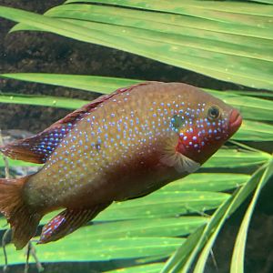 Blood-red jewel cichlid