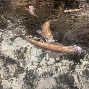 Largescale four-eyes