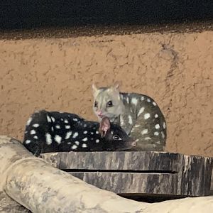 Eastern quolls