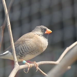 Bird ID?? - unsigned at Paradise Park, Hayle