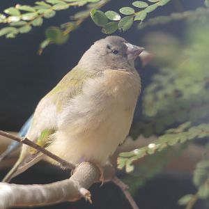 Baby Gouldian Finch?? - Paradise Park, Hayle