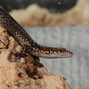 Armenian lizard (Darevskia armeniaca)