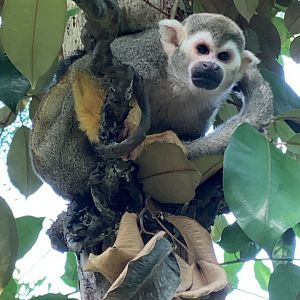 Common squirrel monkey