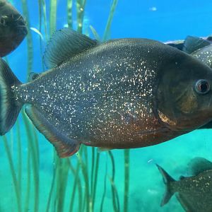 Red-bellied piranha