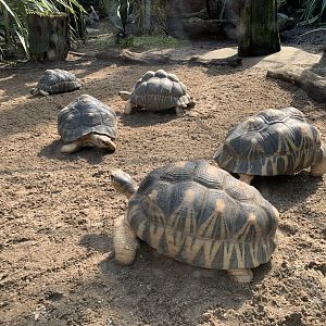 Radiated tortoises