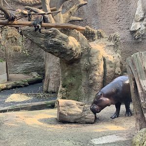 Pygmy hippo and diana monkey exhibit