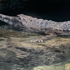 Malaysian gharial