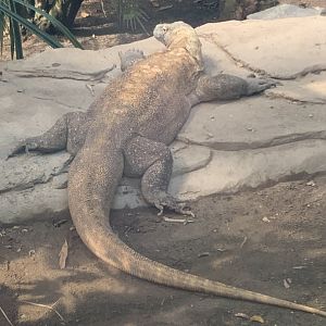 Komodo dragon