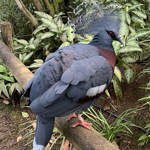 Victoria crowned pigeon