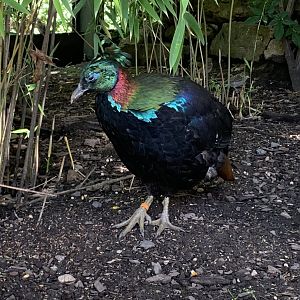 Himalayan monal