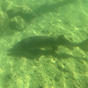 Siberian sturgeon