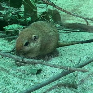 Fat sand rat