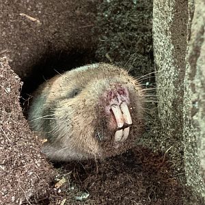 Ansell's mole-rat