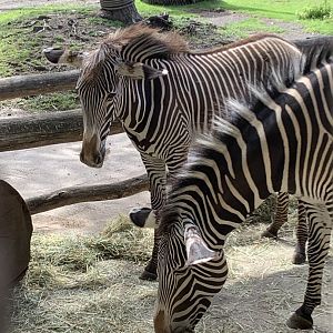 Grévy's zebras