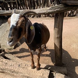 Nubian goat