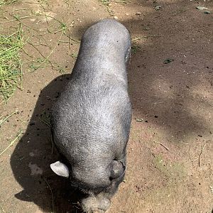 Vietnamese pot-bellied pig