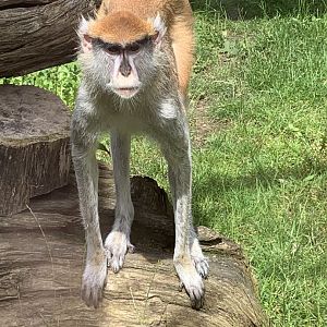 Patas monkey