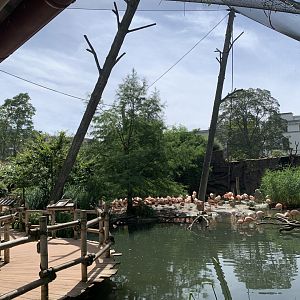 South American aviary