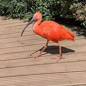 Scarlet ibis