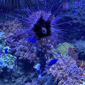 Long-spined sea urchin
