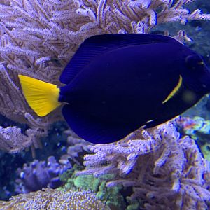 Yellowtail tang