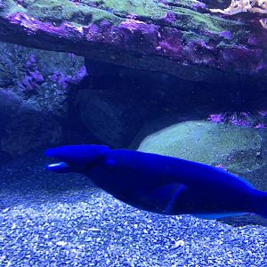Purple club-nosed wrasse