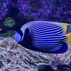 Emperor angelfish
