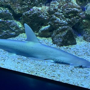 Bonnethead shark