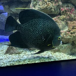 French angelfish
