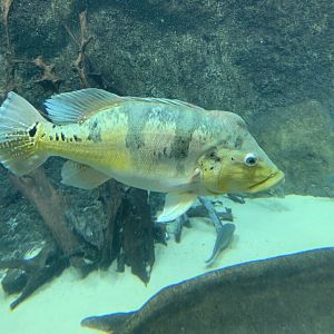 Xingu peacock bass