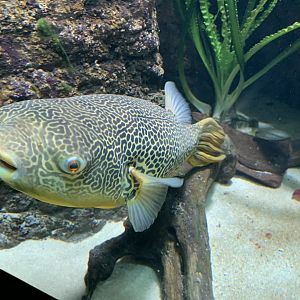 Freshwater pufferfish