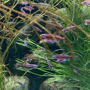 Rainbow shiners