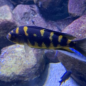 Bumblebee cichlid