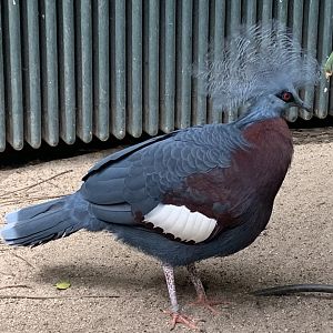 Sclater's crowned pigeon