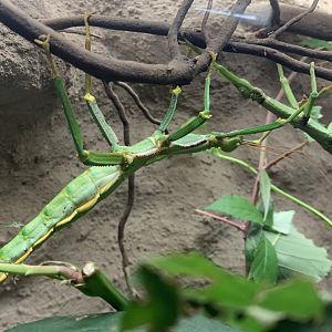 Grenada stick insect