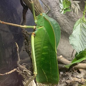 Leaf katydid