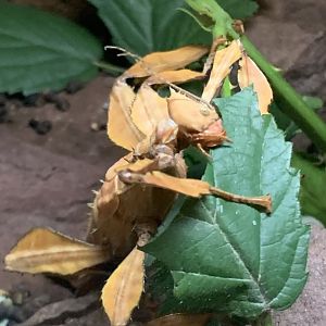 Spiny Leaf Insect