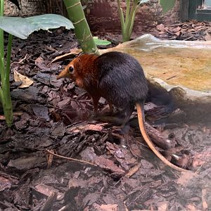 Black-and-rufous elephant shrew