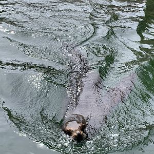 California sea lion