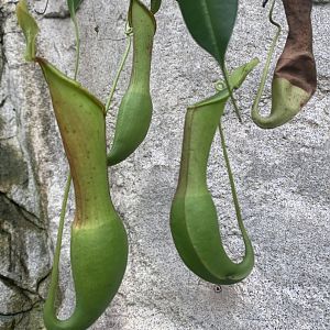 Pitcher plants