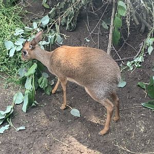 Kirk's dik-dik