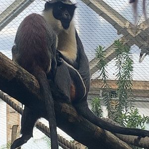 Diana monkey
